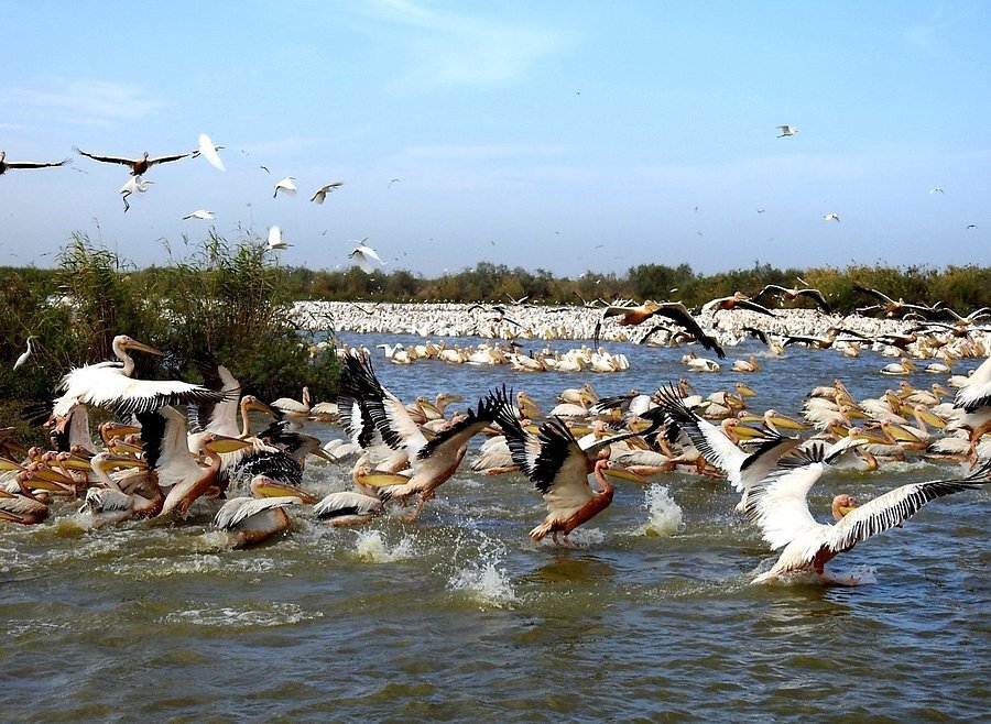 parc-djoudj-Destination-Senegal